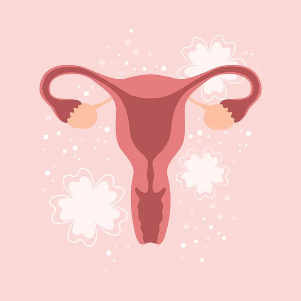 Feminino Sistema Reprodutivo Mulheres Útero Ovário Gráfico Vetor Ilustração Eps10 — Vetor de Stock