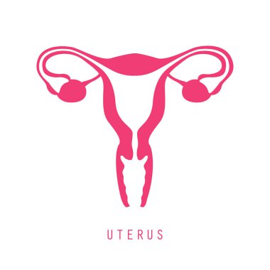 Kadın üreme sistemi kadınları uterus yumurtalığı ikon vektör illüstrasyonu EPS10