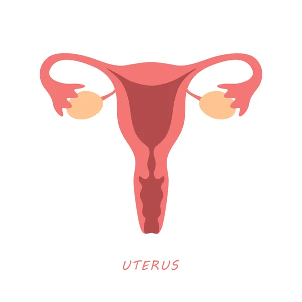 Sistema Riproduttivo Femminile Donne Utero Ovaio Icona Vettore Illustrazione Eps10 — Vettoriale Stock