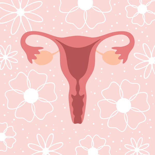 Kvinnligt Reproduktionssystem Kvinnor Livmoder Äggstockar Grafisk Vektor Illustration Eps10 — Stock vektor