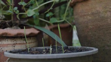 Yavru bitkileri saksılarda sulayan yavaş bir duş..