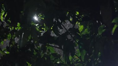 Siyah zemin üzerine düşen yağmur damlaları ve yeşil yapraklar, gece sağanak yağmur yakın çekim 4k.
