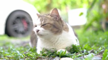 Tüylü Kedi 'nin yakından çekilmiş portresi güneş ışığı ve bokeh' te yemyeşil çimlerin üzerine oturup yan bakmak için. Doğada sevimli bir hayvan..