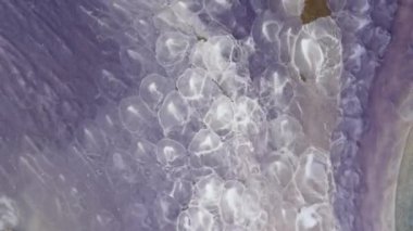 Soyut sıvı sanat arka planı. Köpüklü leylak nehrinin güzel kabarcıkları. Mor ve altın renginde pırıl pırıl bir hareket. Hareket grafikleri için uygun yüksek kaliteli video tasarımı, görsel