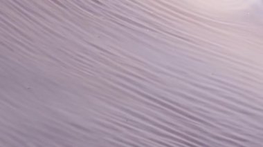 Akrilik boya topları soyut doku. Parlak renk sıvısı, akan duvar kağıdı tasarımı. Mor, mavi, pembe ve sarı sıvılar karışımı.