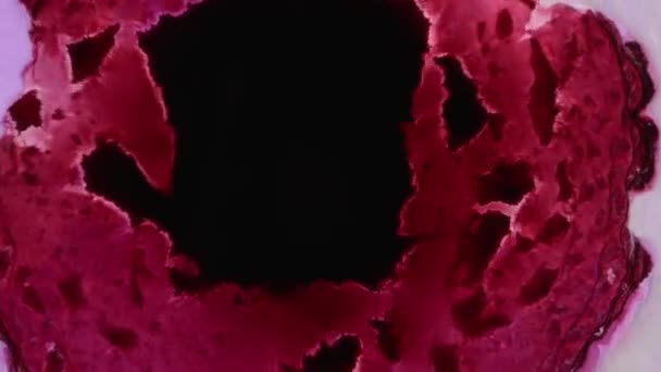 Namalovaný Alkoholem Tvůrčí Abstraktní Kresba Průsvitnými Inkoustovými Barvami Módní Tapety — Stock video