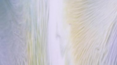 Akrilik boya baştan aşağı akar. Soyut Renkli Mürekkep Sıvı Patlaması Pshychedelic Boya Patlaması Hareketi. Yüksek kalite 4k görüntü. 