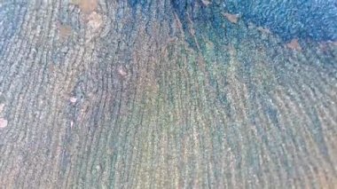 Köpüklü bir leylak nehrinin kabaran güzel akıntısı. Soyut sıvı sanat arka planı. Parıldayan mavi, gümüş renkli boya hareketi. Hareket grafikleri ve görsel efektler için yüksek kaliteli video tasarımı.