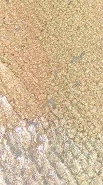 Hareket halindeki soyut sanat. Siyah arka planda suyla karıştırılmış altın rengi boya. Siyah Arkaplanda Altın Akrilik Mürekkebi Karıştırma