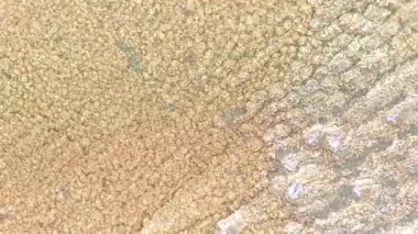 Hareket halindeki soyut sanat. Siyah arka planda suyla karıştırılmış altın rengi boya. Siyah Arkaplanda Altın Akrilik Mürekkebi Karıştırma