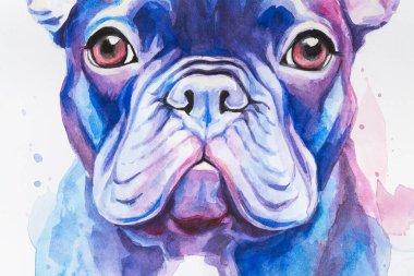 Fransız Bulldog 'un İllüstrasyon Portresi. Beyaz arka planda izole edilmiş şirin bir köpek. suluboya köpek yüzleri, beyaz arka planda izole edilmiş renkli köpek portresi. köpek boyası sıçrama simgeleri.