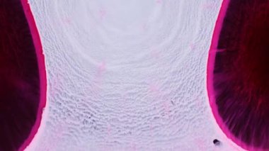 Biyolojik örneklerde bulunan karmaşık desenlerin ve dokuların büyüleyici bir keşfi. Bu yakın çekim doğadaki gizli güzelliği ortaya çıkaran renkli detayları sergiliyor..