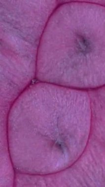 Görüntü, farklı merkezlere sahip canlı pembe dairesel şekiller sergiliyor. Eşsiz dokularını ve oluşumlarını detaylı bir yakın çekim görüntüsüyle vurguluyor. Güzelliklerini ve karmaşıklıklarını vurguluyor..