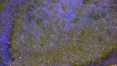 Geceleri Kaliforniya kıyılarını aydınlatan biyolüminesans dalgalarının büyüleyici görüntüsünü deneyimleyin. Mavi parıltı herkesi büyüler ve büyüler..