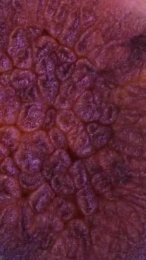 İnsan biyolojisinin karmaşıklığını ve güzelliğini ortaya çıkaran mikroskop altında yakalanan deri dokusunun büyüleyici desenlerini ve renklerini araştırın..