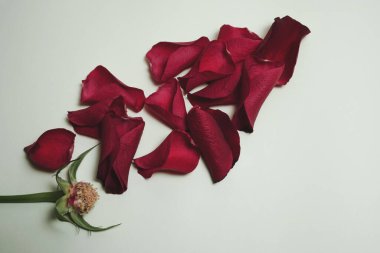 Çiçeksiz bir gül tomurcuğunun üst görüntüsü ve mavi renkli bir arkaplana saçılmış kırmızı yapraklar..