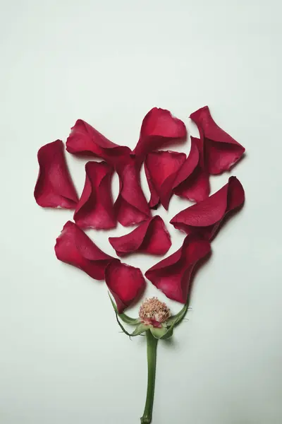 stock image Vertical photo of the top view of a rose bud without petals and red petals scattered in heart shape over a blue aqua pastel background.