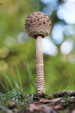 Ormandaki mantarların yakın çekimi.