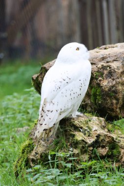 Beyaz güvercin yerde