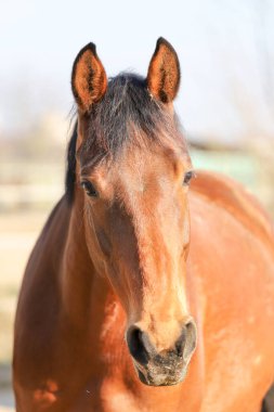 Güzel bir atın portresi.