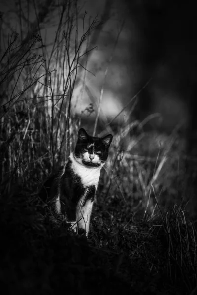 Gato Blanco Negro Hierba — Foto de Stock