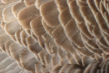 Kahverengi bir kuşun dokusu.