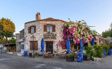 Didim, Hindi. Pembe ve beyaz çiçeklerle kaplı güzel eski bir ev.