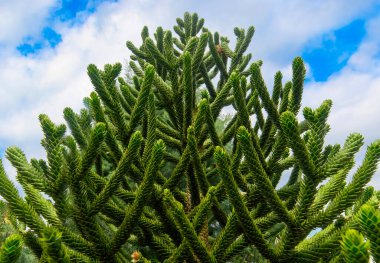 Group of cactus and succulent plants, decorated as a mini garden concept in Budapest Zoo