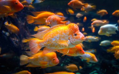 Diversity of tropical fish in exotic decorative aquarium. View of Amphilophus citrinellus fish