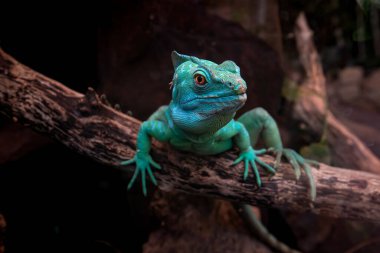 Green basilisk (Basiliscus plumifrons) or lizard helmet-bearing Basilisk. Close up view