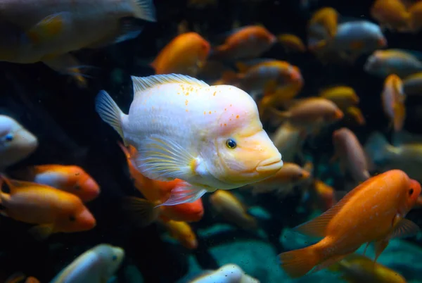 Diversity of tropical fish in exotic decorative aquarium. View of Amphilophus citrinellus fish