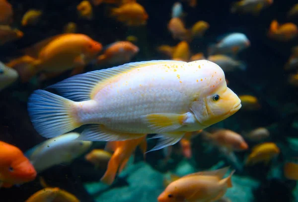 Diversity of tropical fish in exotic decorative aquarium. View of Amphilophus citrinellus fish