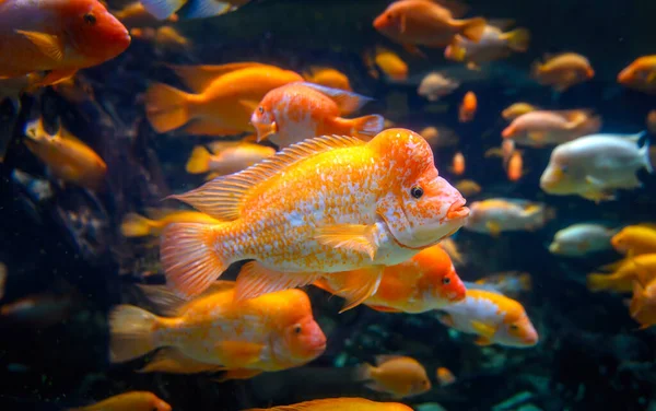 Diversity Tropical Fish Exotic Decorative Aquarium View Amphilophus Citrinellus Fish — Stock Photo, Image
