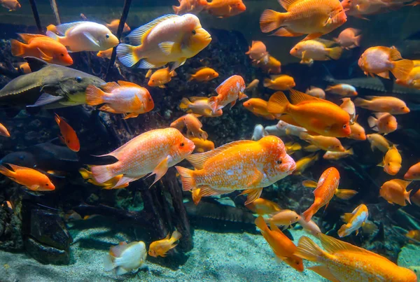 Diversity Tropical Fish Exotic Decorative Aquarium View Amphilophus Citrinellus Fish — Stock Photo, Image