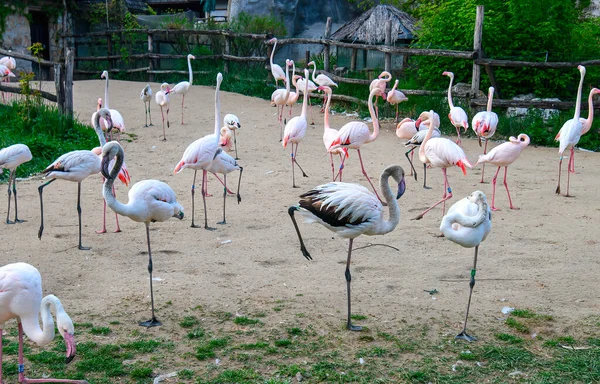 Фламінго Стоїть Разом Зоопарку Будапешта Угорщині — стокове фото