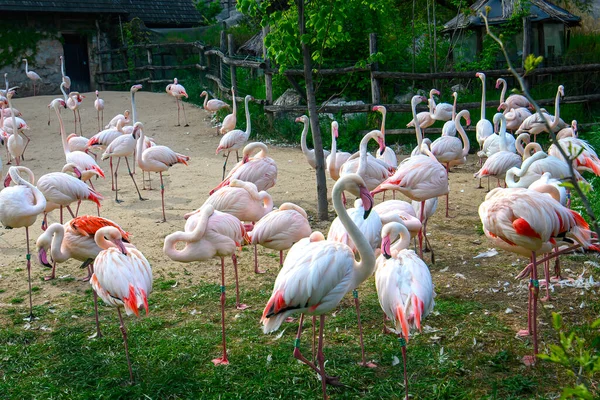 Flamingos Juntos Zoológico Budapeste Hungria — Fotografia de Stock