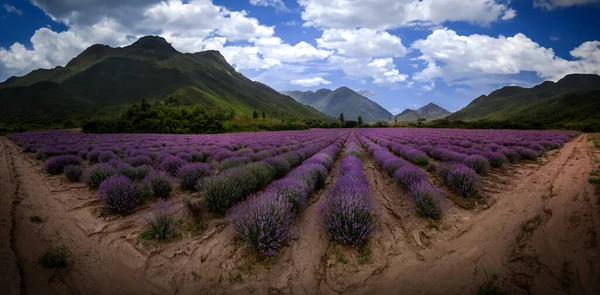 化粧品のために栽培された紫色の茂みと山の前のラベンダー畑のパノラマ — ストック写真