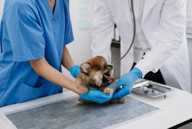 Doktorlarla veteriner kliniğinde Pomeranian köpeği 