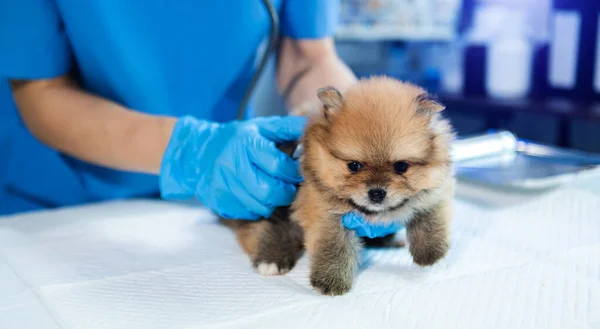 Pomeranian dog in veterinary clinic in animal hospital