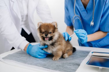 İki doktor muayene ediyor. Veteriner hekimliği konsepti. Bir veteriner kliniğinde Pomeranian köpeği