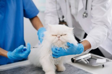 Veteriner doktorlar hastanede şirin beyaz kediyi kontrol ediyor, hayvanlara iğne yapıyor.