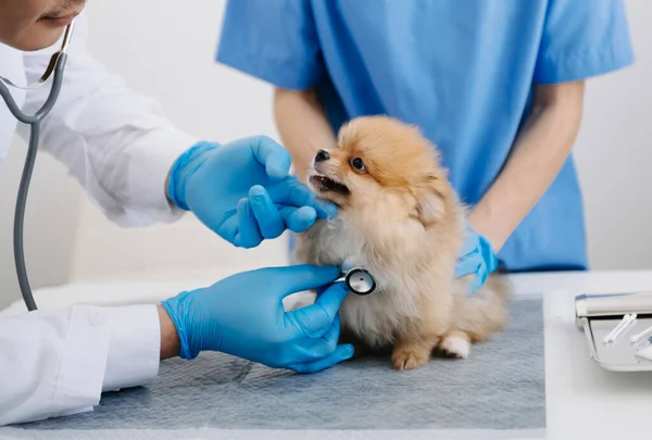 Veteriner Kliniğindeki Randevu Sırasında Pomeranian Köpeği Steteskop Kullanan Doktorlar — Stok fotoğraf