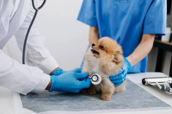 Pomeranian dog during appointment in veterinary clinic. doctors using stethoscope