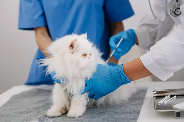 veterinary doctors checking cute white cat in hospital, injecting animal