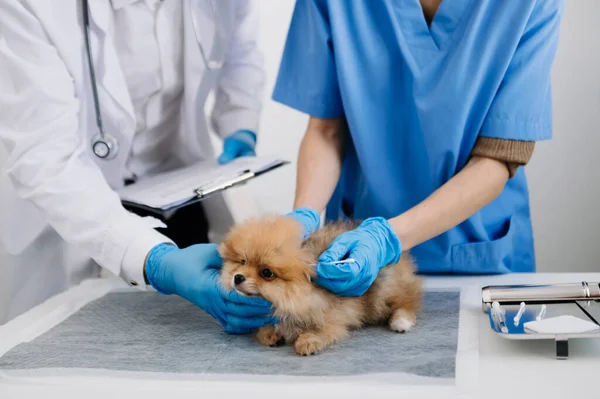 Two doctors are examining him. Veterinary medicine concept. Pomeranian dog in a veterinary clinic