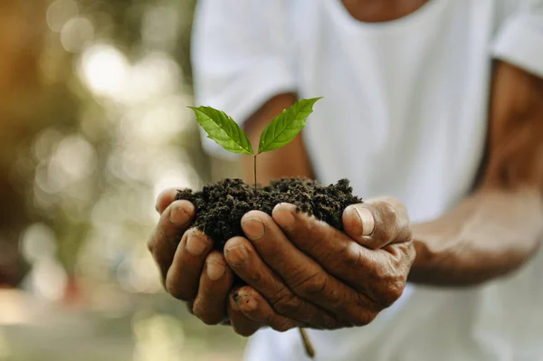 old man hands holding soil earth with a plant. agriculture farming concept