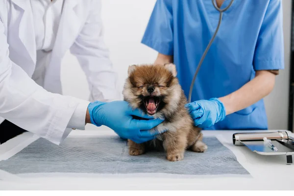 Vet listening Pomeranian dog with stethoscope in veterinary clinic