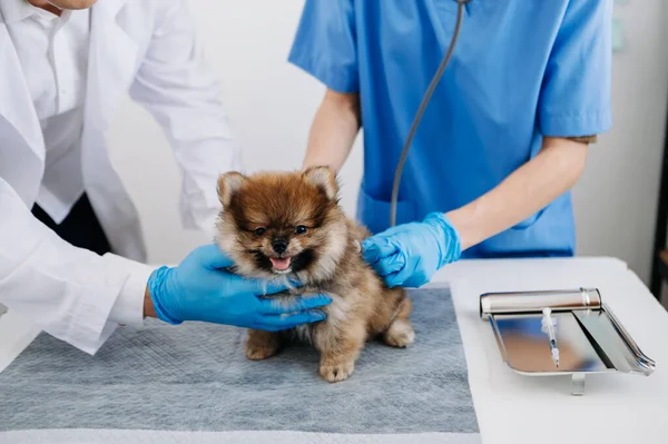 獣医学クリニックでの聴診器付きポメラニア犬 — ストック写真
