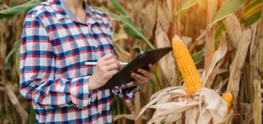 Tarımsal mısır sorunlarını araştırmak için elinde tablet tutan çiftçi kadının kısmi görüşü 