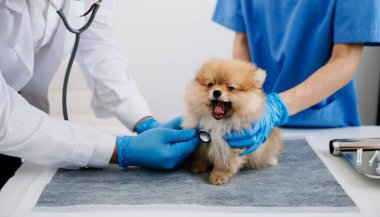 İki doktor muayene ediyor. Veteriner hekimliği konsepti. Pomeranian veteriner kliniğinde